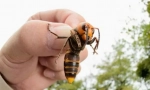 Japonský obrovský hornet
